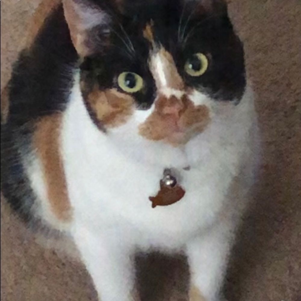 Meet your Posher, Corinne- Crazy Cat Mom